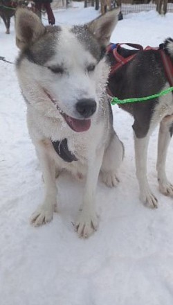 Huskies