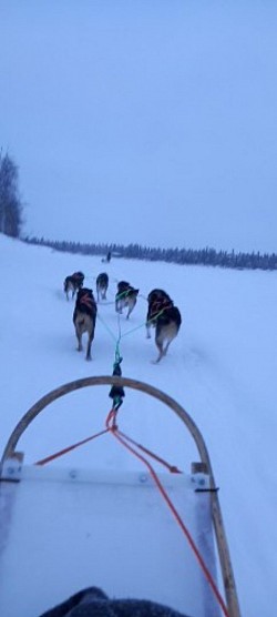 Taking the huskies for a run